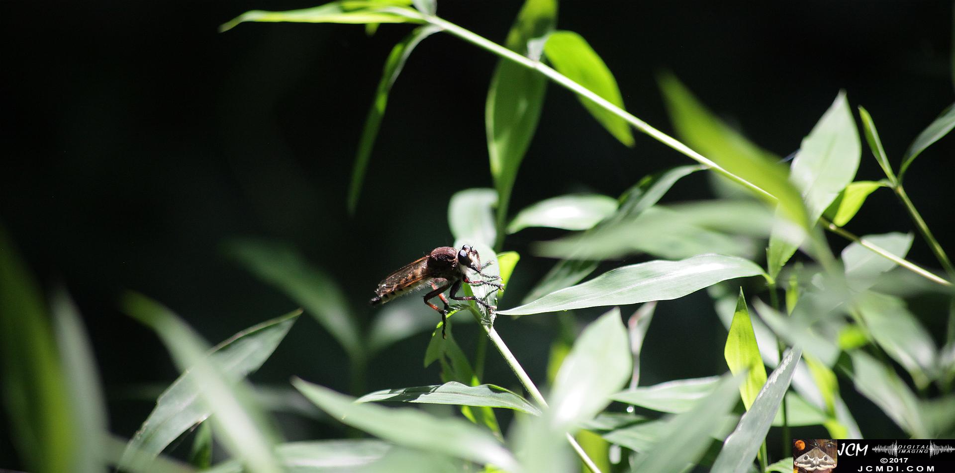 robber fly